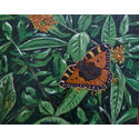 Red admiral;20×16 inches;oils on canvas;for sale.