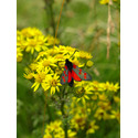 A six spotted Burnett moth