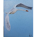 Swan in flight; oil on Canvas; 51x41cm..